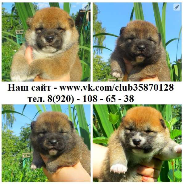Щеночки СИБА-ИНУ милейшие малыши в Архангельске