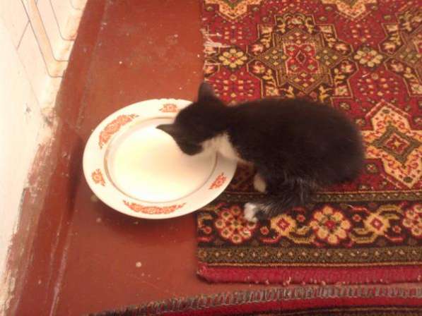 Черный котенок 1.5 мес. в Барнауле фото 7