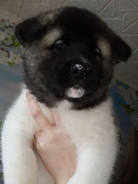 Щенки американская акита, с документами