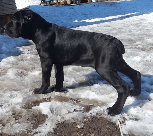 Щенки кане корсо (девочки) в фото 3