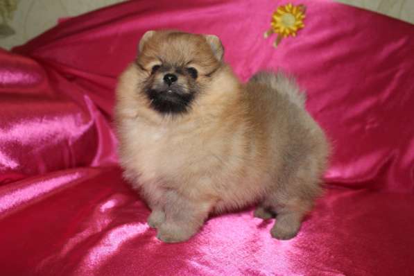 Померанского шпица Щенки в фото 7