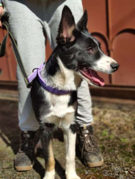 Молодая собака Бусинка в добрые руки в Москве фото 9