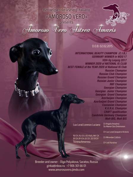 Щенки левретки питомника AMOROSO VERO в Саратове фото 3