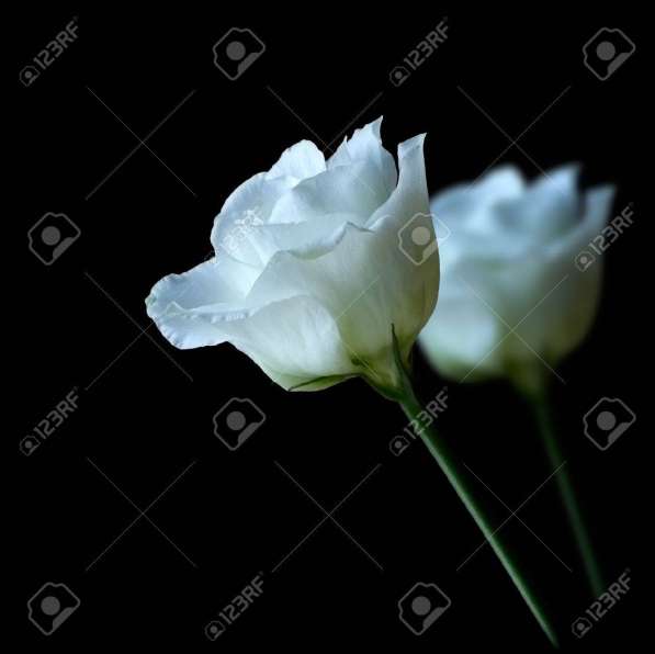 Ритуал Сервис Москва в Москве