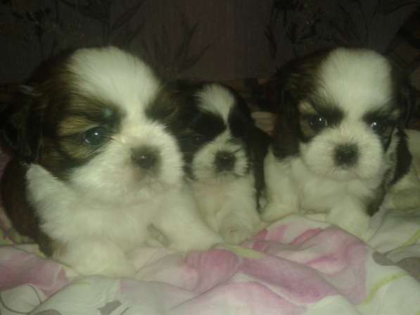 Щенки Ши-тцу в Истре фото 12