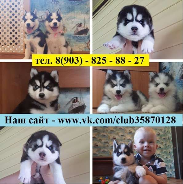 Черно-белые и не только. голубоглазые хаски