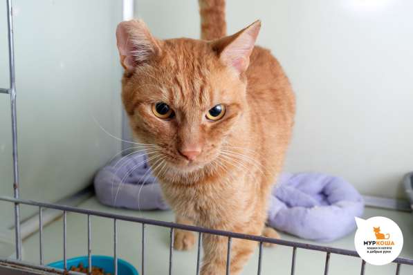 Котик Бобик