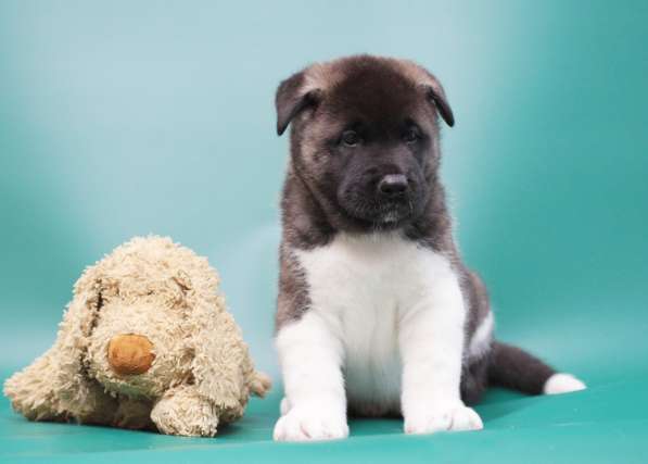 Продаются щенки Американской Акиты в Санкт-Петербурге фото 3