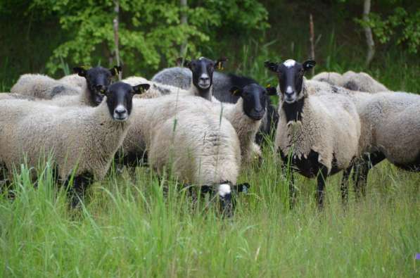 Племенные овцы породы Романовская (из Европы класса Элита) в фото 3