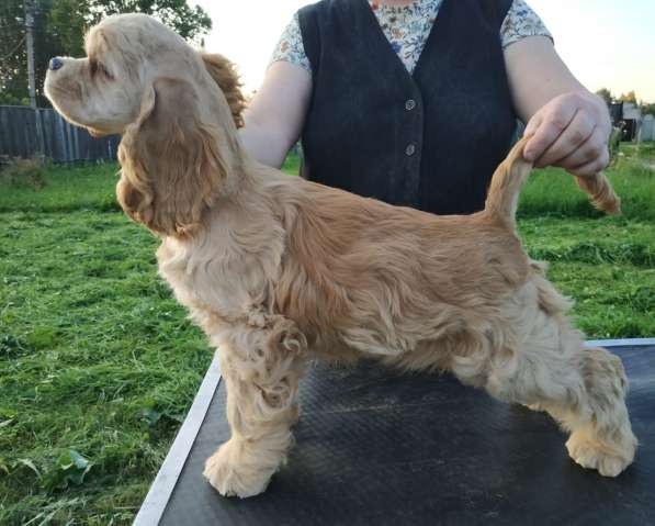 Американский кокер спаниель в Смоленске фото 6