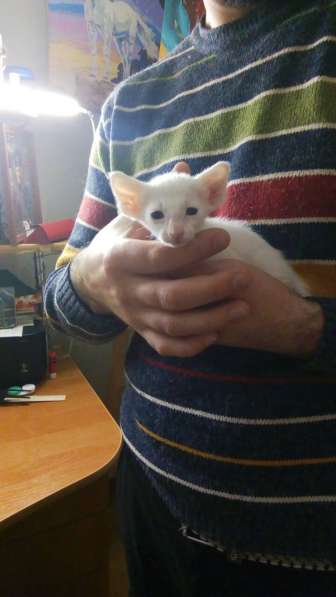 Ориентальные котята в фото 16