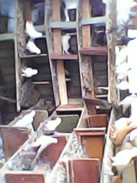 Продам голубей разных пород в Краснодаре фото 5