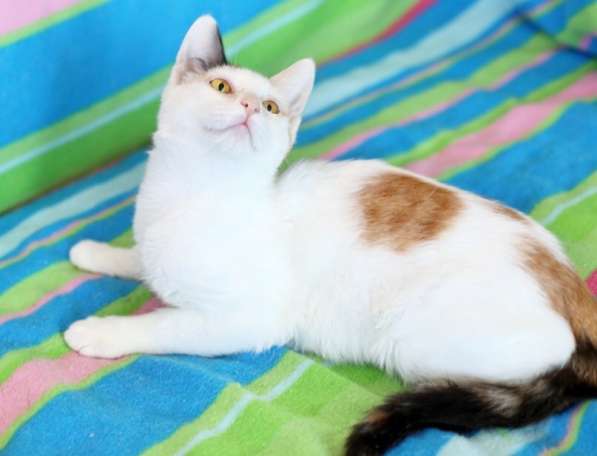 Трехцветный котенок Китти ищет дом в Москве фото 6