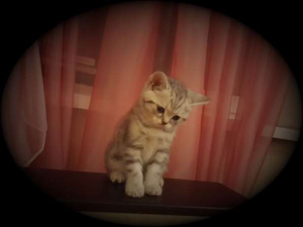 Шотландские котики к/ш в Москве фото 3