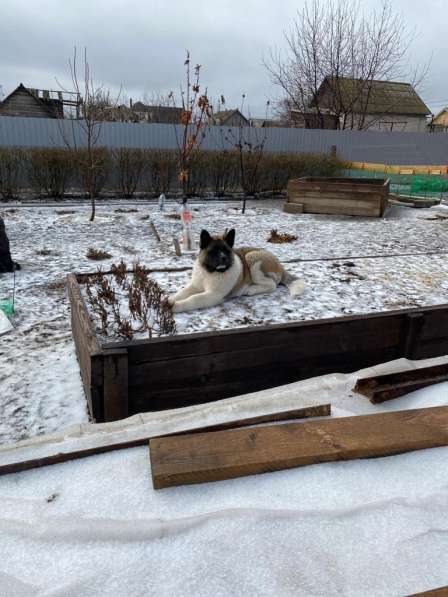 Акита в Ростове-на-Дону фото 66