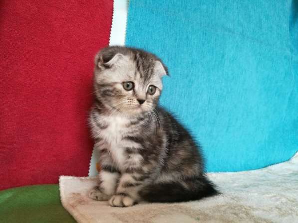 Шикарная КОШЕЧКА в Казани фото 4