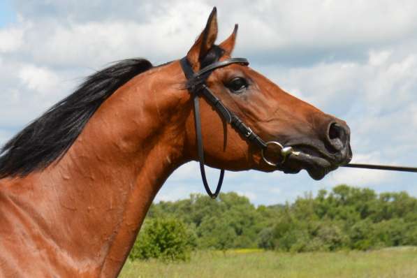 Чистокровный арабский жеребец в Рязани фото 4