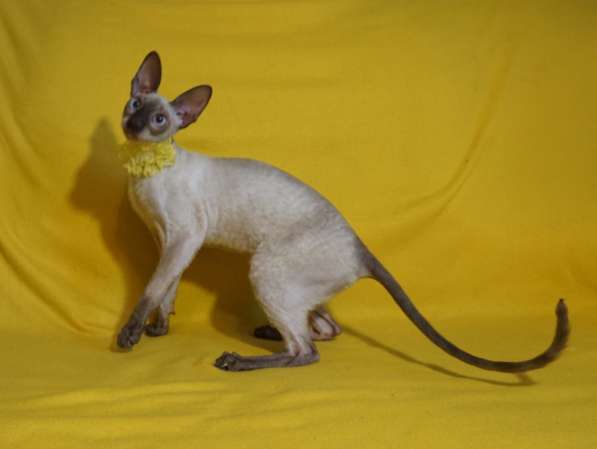 Девушка шоколадка в Москве