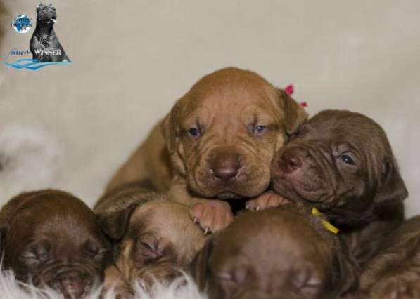 Щенки американского питбультерьера в Санкт-Петербурге