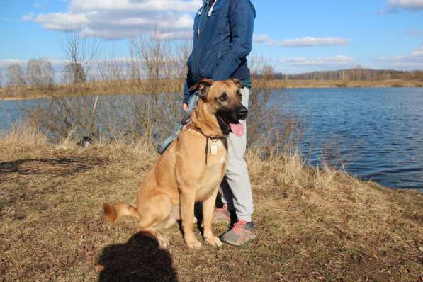 Метис риджбека Рекс в дар в Москве фото 4