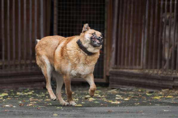 Кохинор ищет семью в Москве фото 41