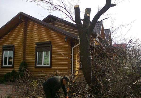Убрать дерево, спилить дерево любых масштабов в Москве фото 3