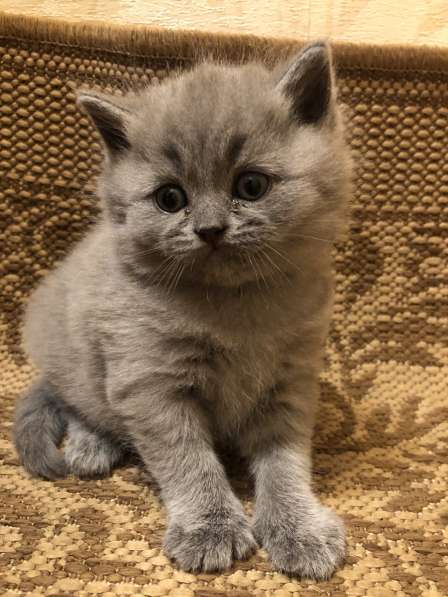 Голубые британские котята в Чебоксарах фото 6