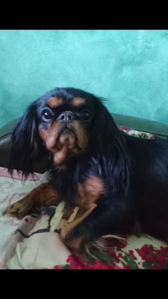 King Charles Spaniel сука в фото 8