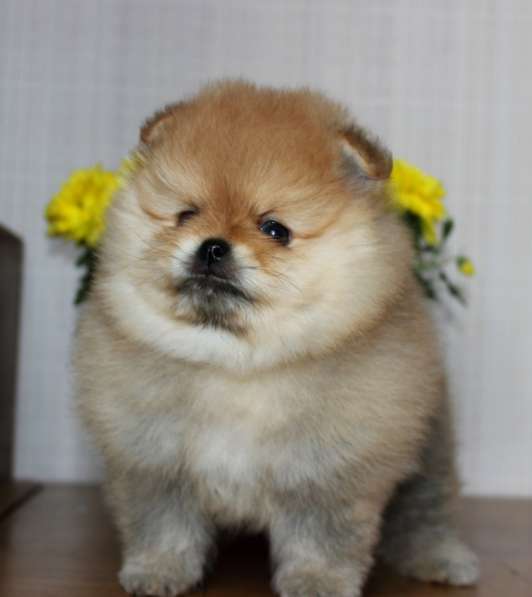 Померанские шпицы в Воронеже фото 10