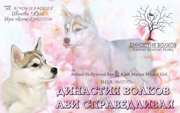 Хаски Девочка в Кургане