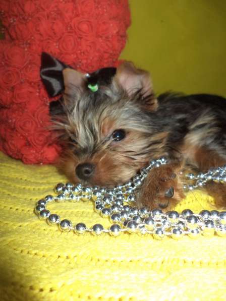 Мини девочка под ёлочку в Новосибирске фото 6