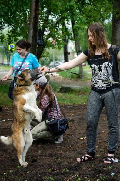 Собака в добрые руки в Екатеринбурге фото 4