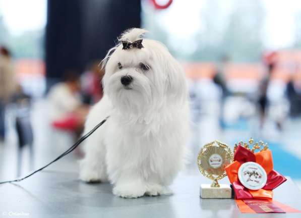 Мальтезе (мальтийской болонки) щенки от чемпионов в Москве фото 3