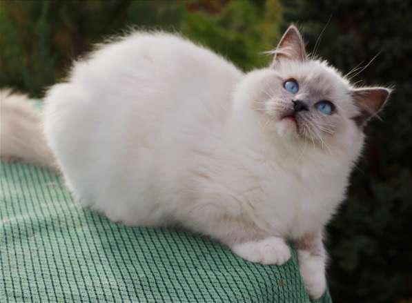 Рэгдолл котята в фото 12