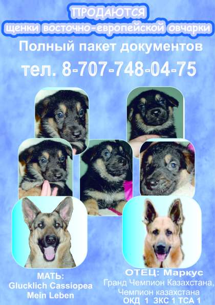 Щенки ВЕО в фото 6