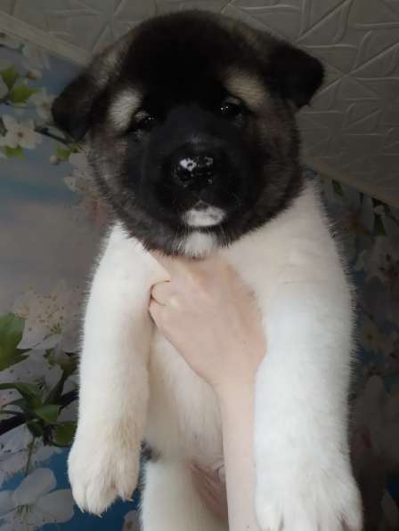 Щенки американская акита, с документами в Перми фото 18