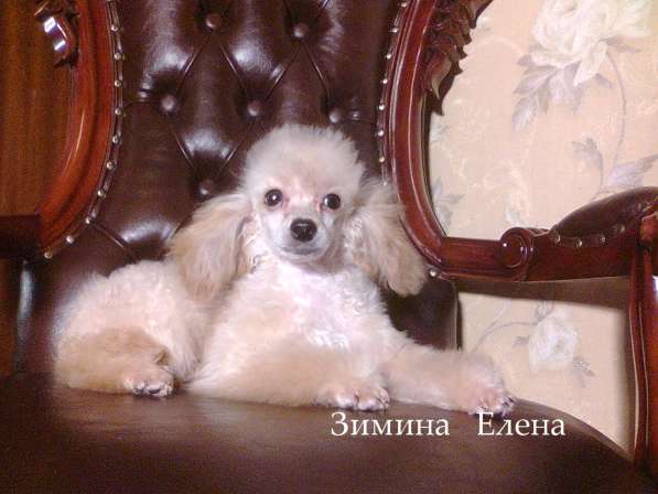 Девочка той-пуделя свветло абрикосового окраса