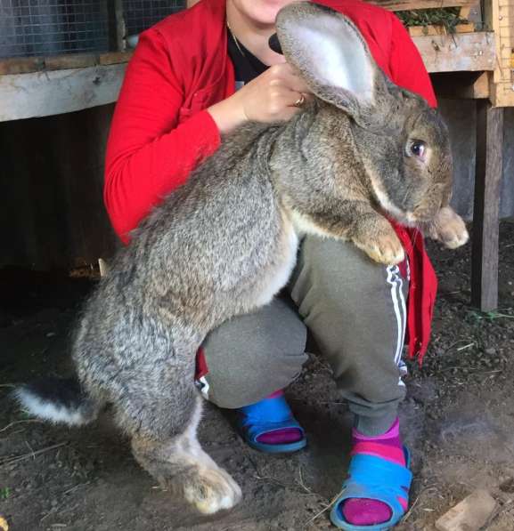 Кролики Гиганты Немецкий, Бельгийский Великан в Брянске фото 7