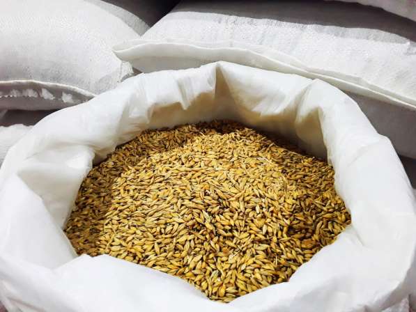 Фуражное зерно опт и розница. Пшеница, ячмень, кукуруза в Орехово-Зуево фото 4