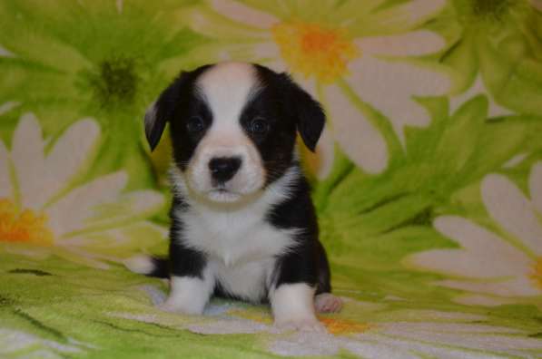 Вельш корги кардиган щенки в Москве