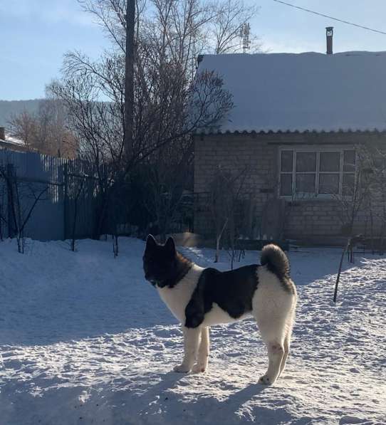 Акита в Ростове-на-Дону фото 24