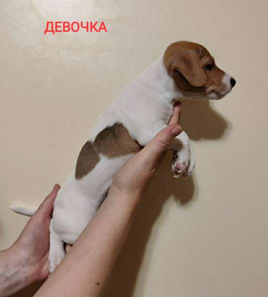 Щенки Джек Рассел терьер в фото 9