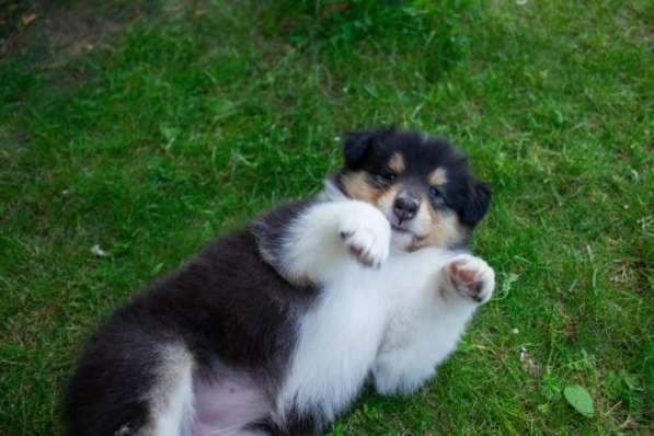 Щенок колли длинношёрстный в Екатеринбурге фото 23