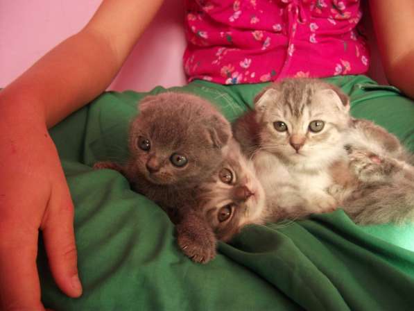 Вислоухие девочки в Симферополе фото 14