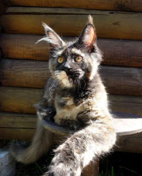 Апельсинки к Новому Году в Рязани фото 131