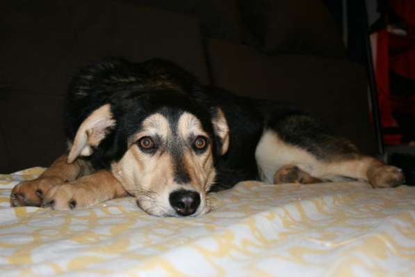 Рада &mdash; кареглазая красавица, полная любви, доброты в Москве фото 7