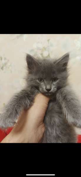 В добрые руки рады отправиться маленькие милые котята ? в Нижнем Новгороде фото 4