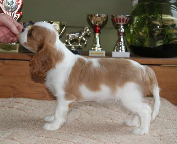 Кавалер Кинг Чарльз Спаниель (крови Франция) в Москве фото 11