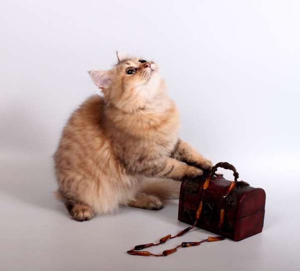 Золотая британская девочка в Москве фото 3