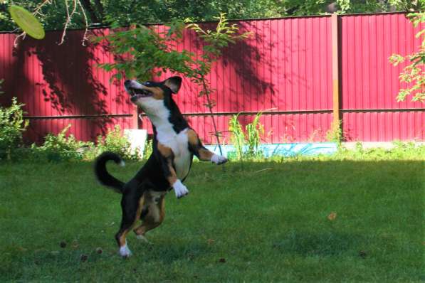 Entlebucher sennenhund в фото 11